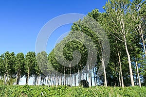 Poplar poplars trees cultivation Po Valley vision