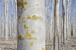 Poplar reforestation photo