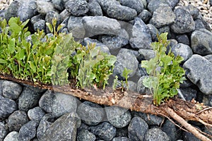 Poplar root with suckers eradicated on black stones