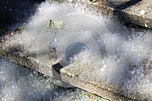 Poplar seed fluff gathers on concrete stairs