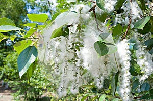 Poplar seed tufts