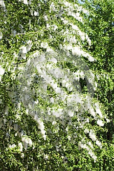 Poplar seed tufts photo
