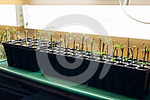 Poplar seedlings in artificial light conditions, rooted cuttings in multi-cell growing trays