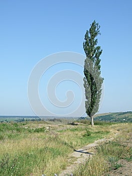 Poplar tree photo