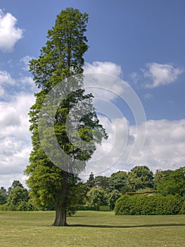 Poplar Tree photo