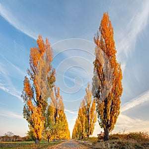 Poplar tree at autumn