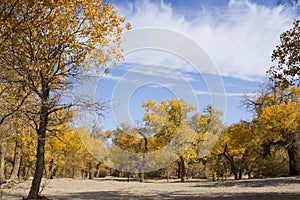 Poplar tree in autumn season