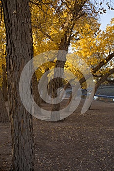 Poplar tree in autumn season