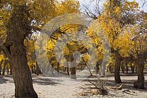 Poplar tree in autumn season