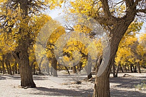 Poplar tree in autumn season