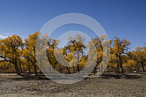 Poplar tree in autumn season