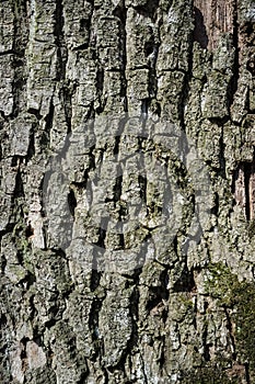 Poplar Tree Bark or Rhytidome Texture Detail