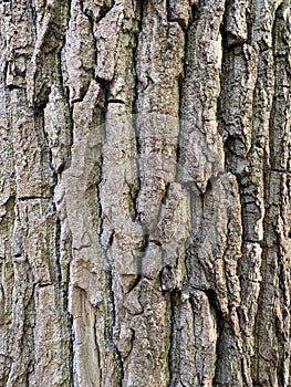 Poplar tree bark