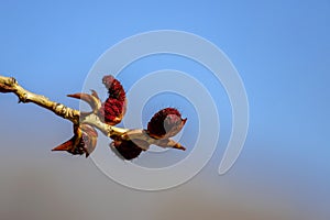 A poplar tree branch with blooming catkins on a sunny day against a clear sky. Springtime nature awakening background