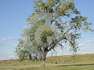 Poplar tree crown branches foliage steppe welkin june
