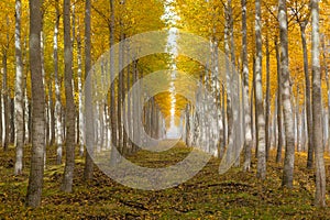 Poplar Tree Farm in Boardman Oregon on Fall Morning USA