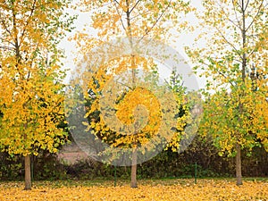 Poplar tree farm in countryside  during foggy morning autum