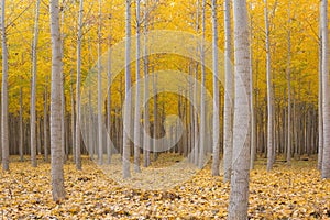 Poplar Tree Farm in Fall Season