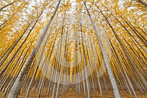 Poplar Tree Farm Symmetry in Oregon photo