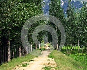 Poplar tree lined path