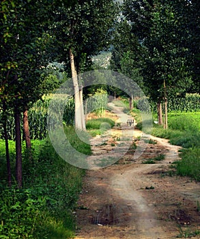 Poplar tree lined path