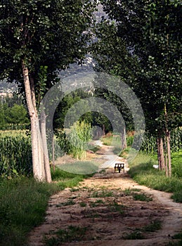 Poplar tree lined path