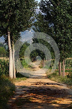 Poplar tree lined path