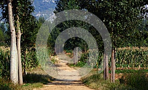 Poplar tree lined path