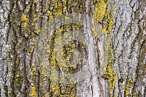 Poplar Tree Rind Covered by Lichen as Natural Background