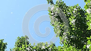 Poplar tree with seeds in fluff on the background. Copy space. Springtime allergy concept