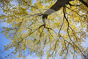 Poplar tree in sunlight with yellow leafs against blue skyn in a photo