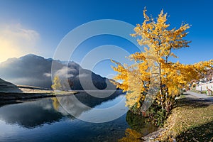 Poplar tree Tremolo on the lake of Sankt Moritz in Switzerland