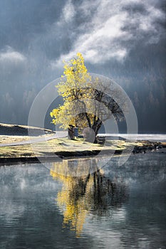 Poplar tree Tremolo reflected in the lake of Sankt Moritz in Switzerland