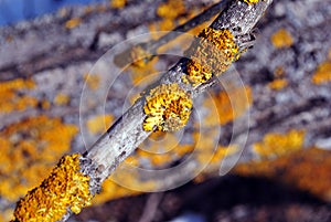 Poplar tree trunk bark with yellow moss, horizontal background texture close up detail