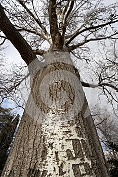 Poplar tree in winter