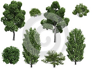 Poplar trees and bushes