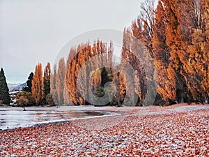 Poplar trees and fallen autumn leaves at the beach of lake Wanaka in New Zealand