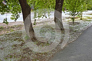 Poplar trees with a lot of fluff