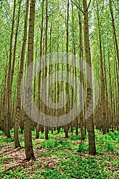 Poplar Trees near Boardman, Oregon photo