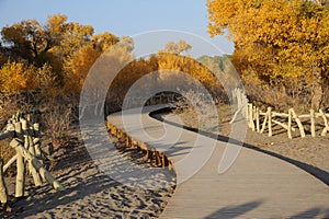 Poplar trees with path in autumn