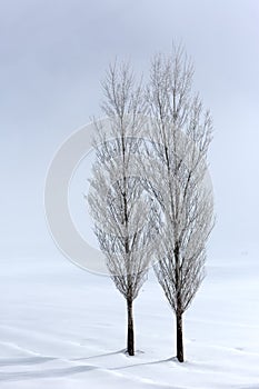 Poplar trees in soft,tranquil environment in winter time