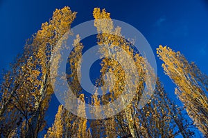 Poplar trees at sundown in the fall