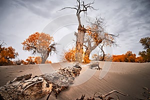 Poplar trees tenaciously grow in desert