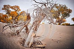 Poplar trees tenaciously grow in desert