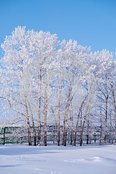 Poplar trees under hoarfrost in snow field in winter season