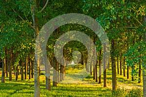 Poplar trees and white pollen in a forest in spring