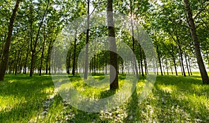 Poplar trees and white pollen in a forest in spring