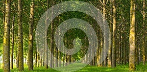 Poplar trees and white pollen in a forest in spring