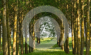 Poplar trees and white pollen in a forest in spring