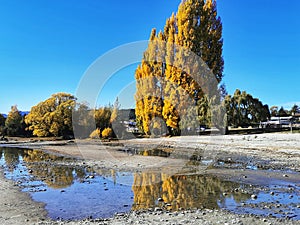 Poplar treesin the golden autumn colours reflecting in the water